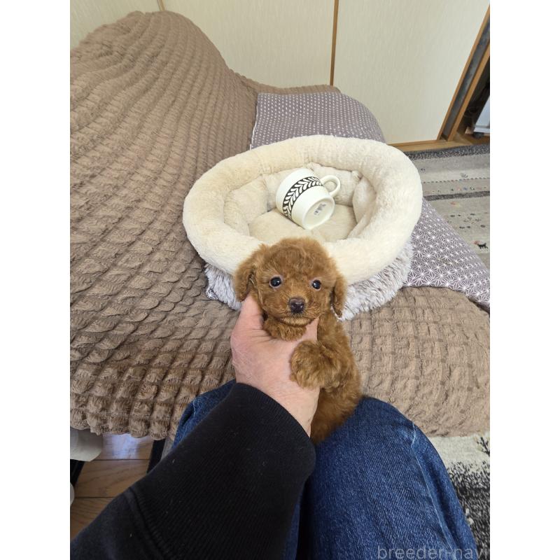 販売中の埼玉県のティーカッププードル-443943の6枚目