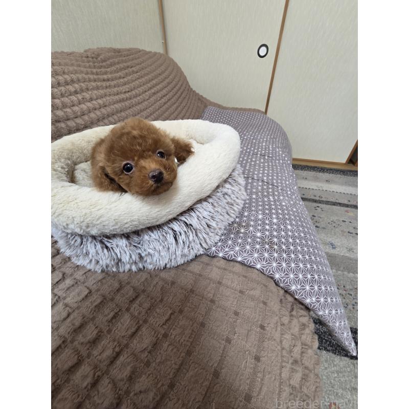 販売中の埼玉県のティーカッププードル-443943の5枚目