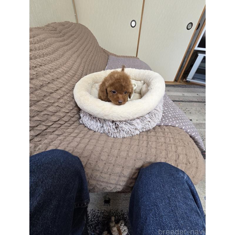 販売中の埼玉県のティーカッププードル-443943の4枚目