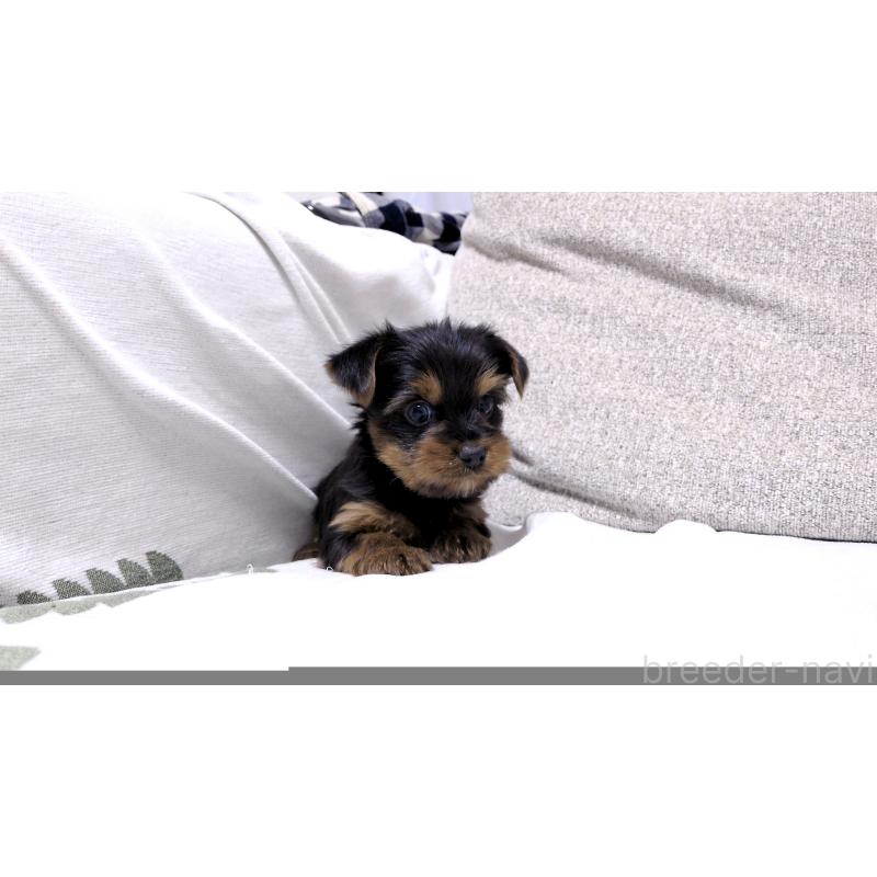 販売中の茨城県のヨークシャーテリア-443944の9枚目