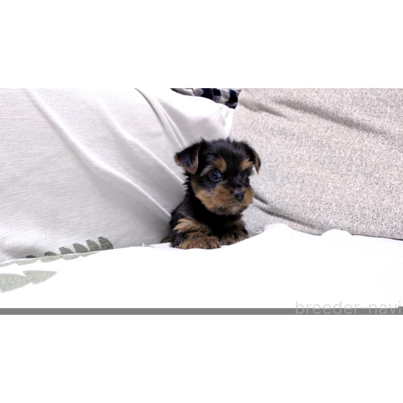 販売中の茨城県のヨークシャーテリア-443944の8枚目