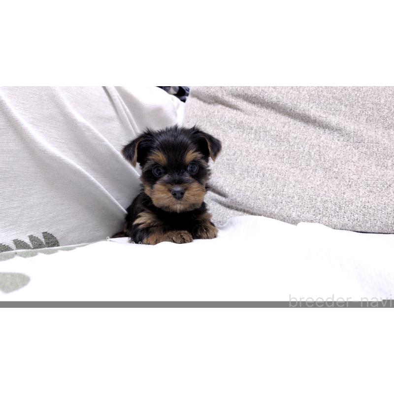 販売中の茨城県のヨークシャーテリア-443944の6枚目