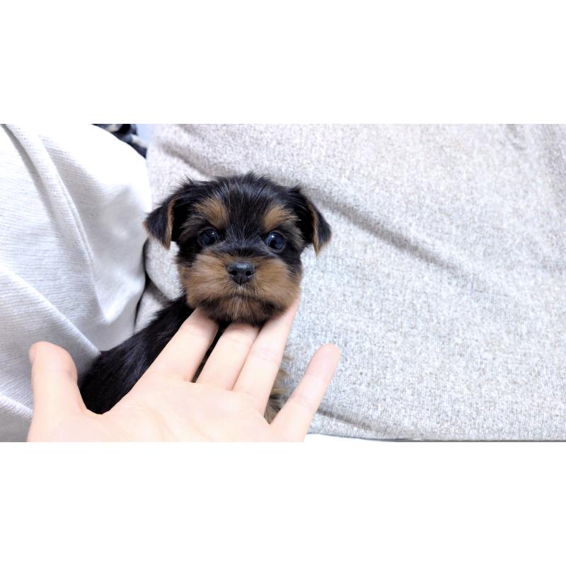 販売中の茨城県のヨークシャーテリア-443944の4枚目