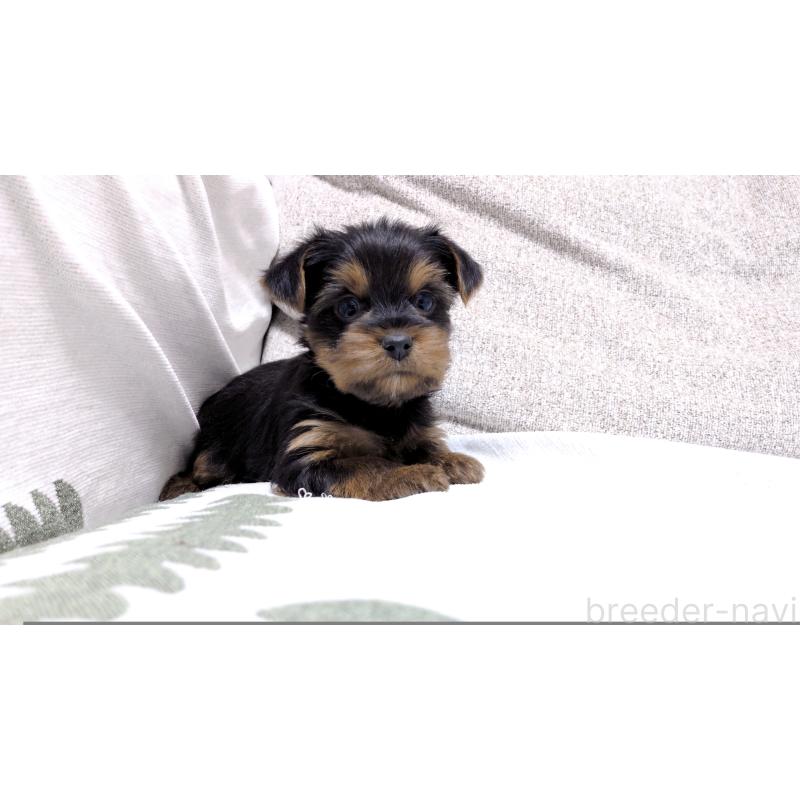 販売中の茨城県のヨークシャーテリア-443944の3枚目