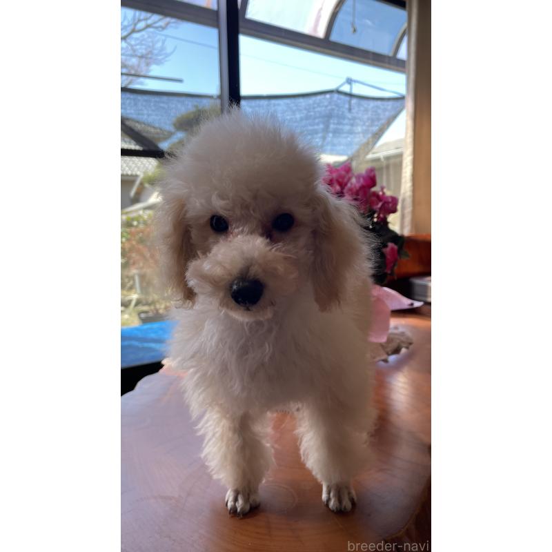 販売中の鹿児島県のタイニープードル-424823の1枚目