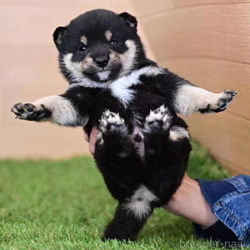 販売中の岡山県の豆柴-441677