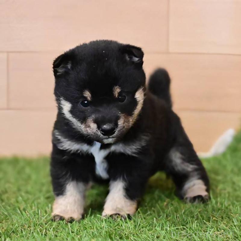 販売中の岡山県の豆柴-441677