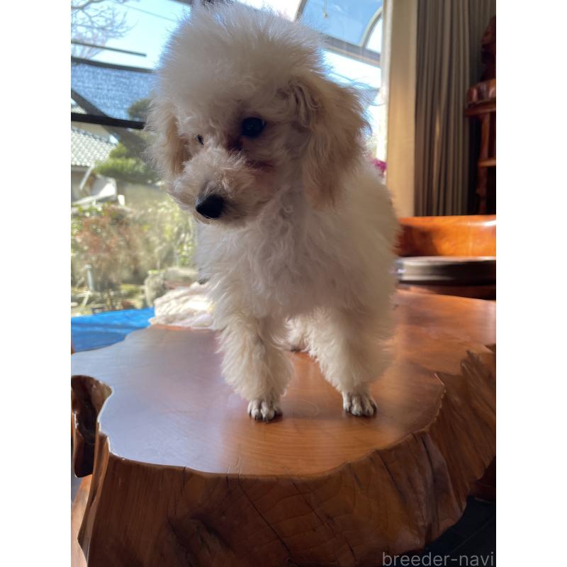 販売中の鹿児島県のタイニープードル-424823の2枚目