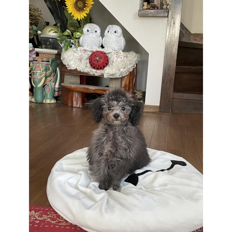 販売中の鹿児島県のティーカッププードル-424824の1枚目