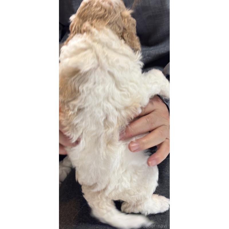 販売中の熊本県のミディアムプードル-443946の8枚目