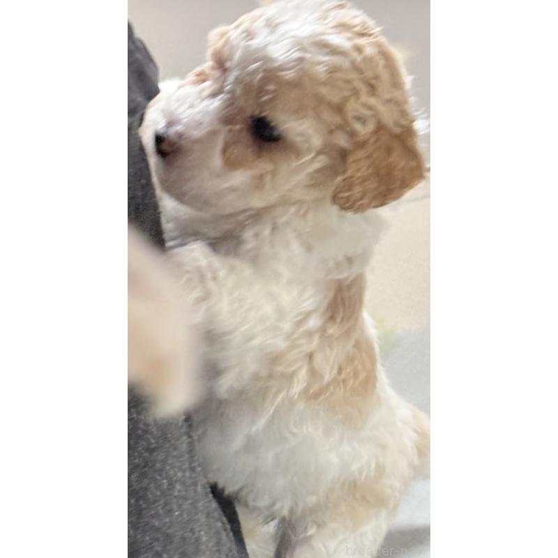 販売中の熊本県のミディアムプードル-443946の6枚目