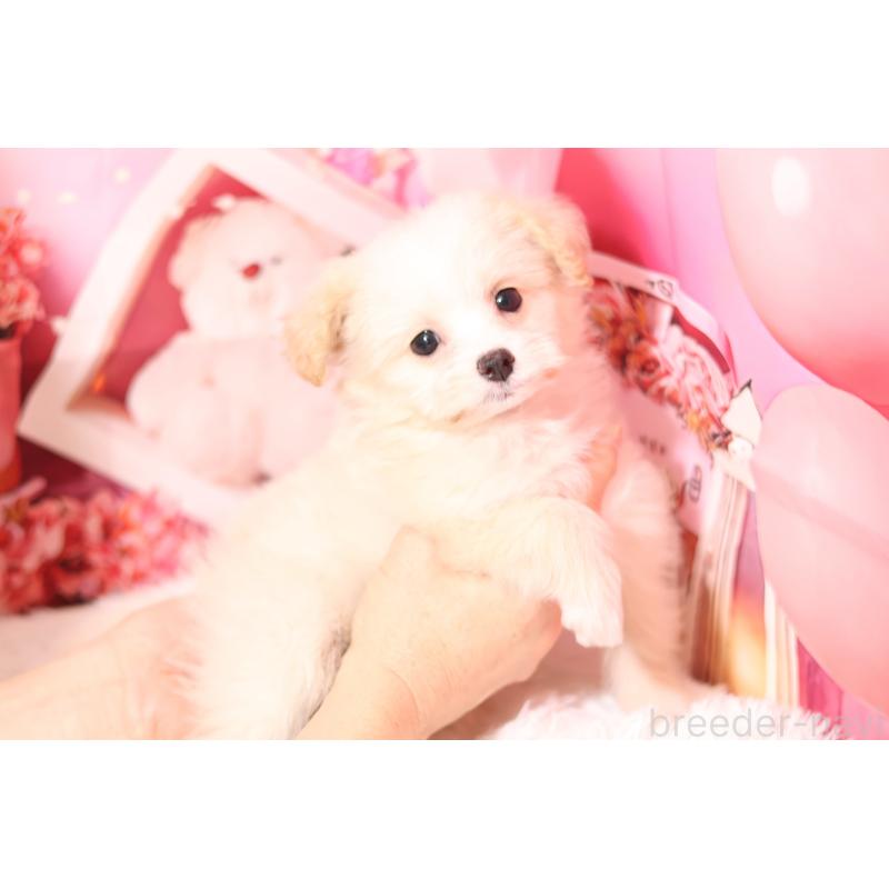 販売中の大阪府のポメプー:ポメラニアン×トイプードル-443945の3枚目