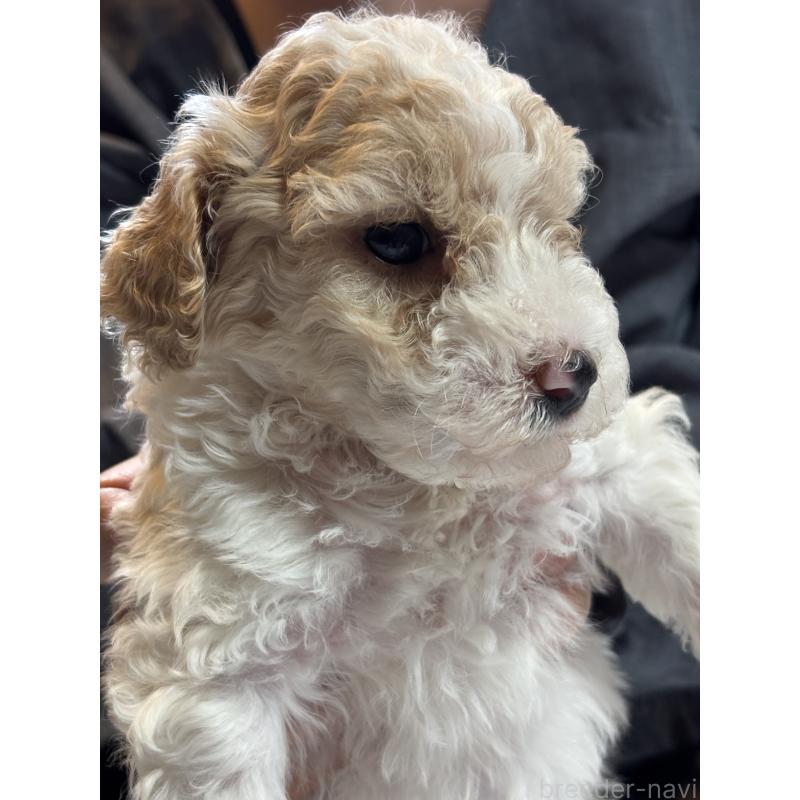 販売中の熊本県のミディアムプードル-443946の5枚目