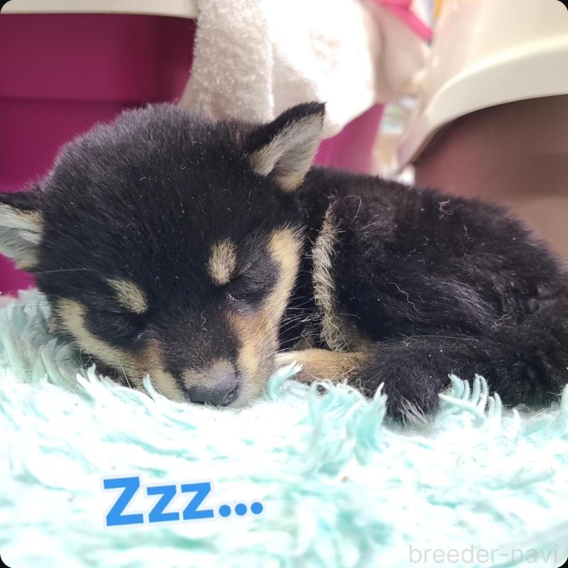 販売中の神奈川県の柴犬-443766の3枚目