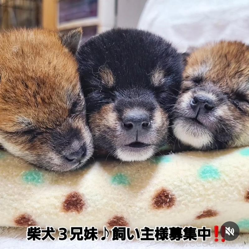 販売中の神奈川県の柴犬-443766の2枚目