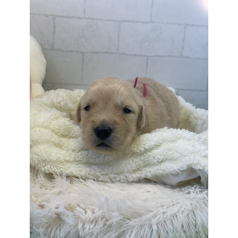 販売中の千葉県のゴールデンレトリーバー-443950の3枚目