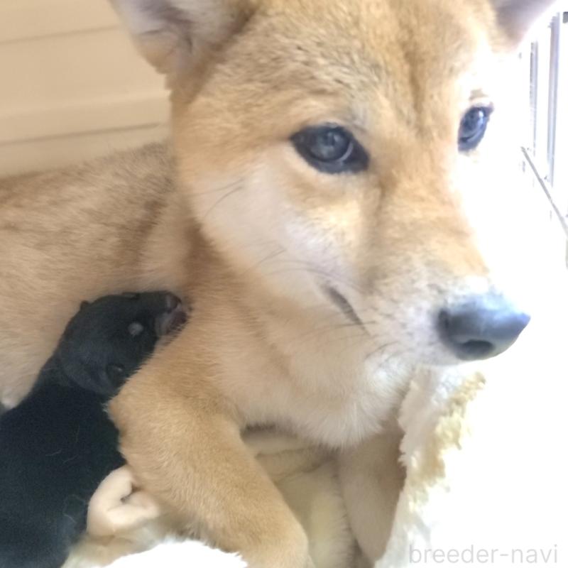 小梅ちゃん1枚目