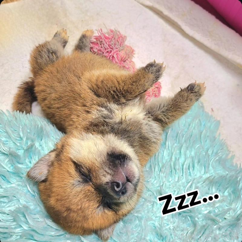 販売中の神奈川県の柴犬-443947の3枚目