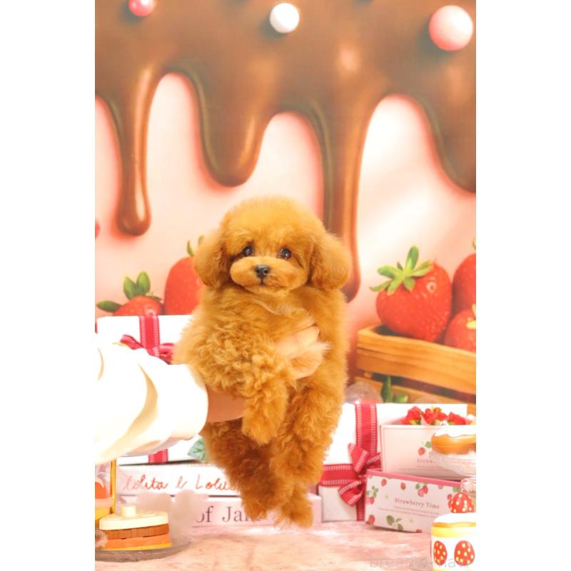 販売中の愛知県のティーカッププードル-428544の10枚目