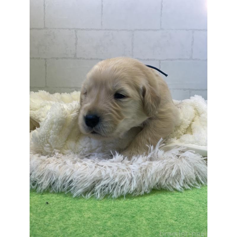 販売中の千葉県のゴールデンレトリーバー-443951の3枚目