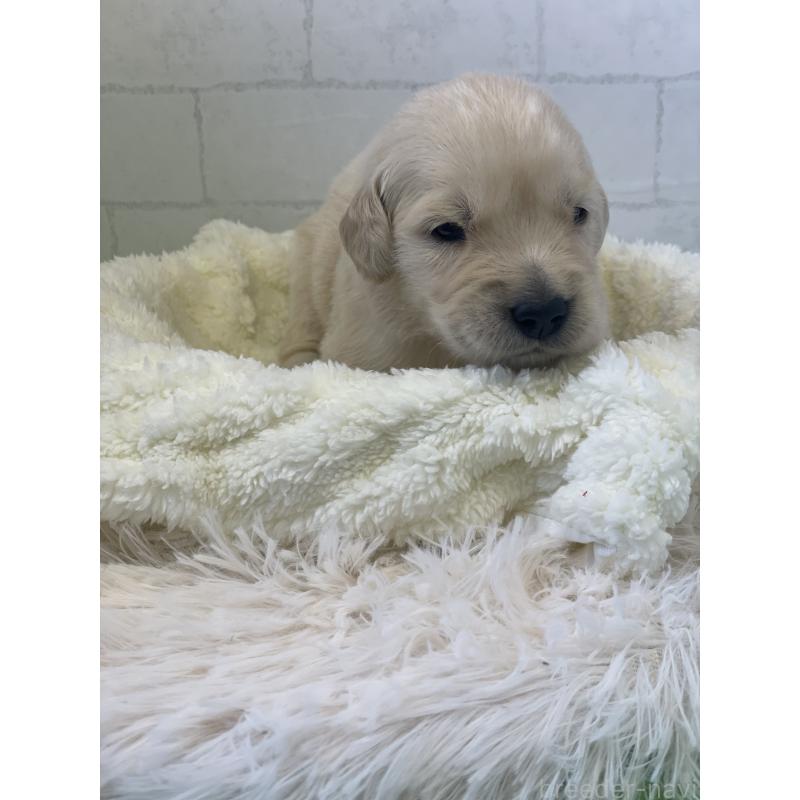 販売中の千葉県のゴールデンレトリーバー-443953の3枚目