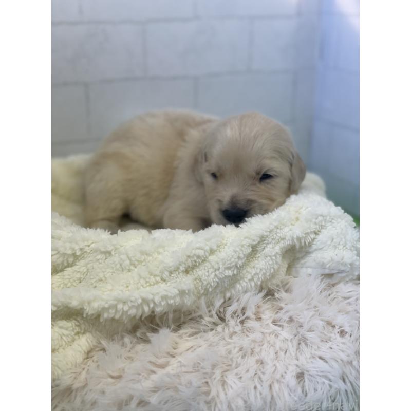 販売中の千葉県のゴールデンレトリーバー-443953の2枚目