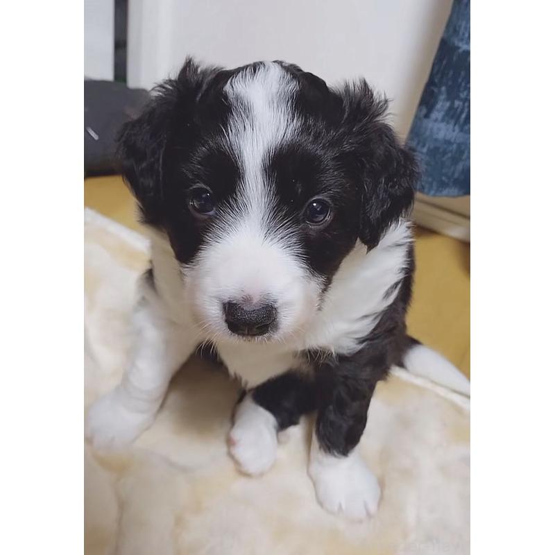 販売中の岡山県のボーダーコリー-442977