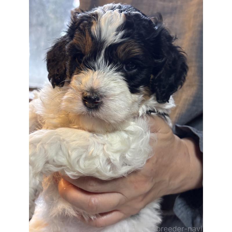 販売中の熊本県のミディアムプードル-443684の5枚目