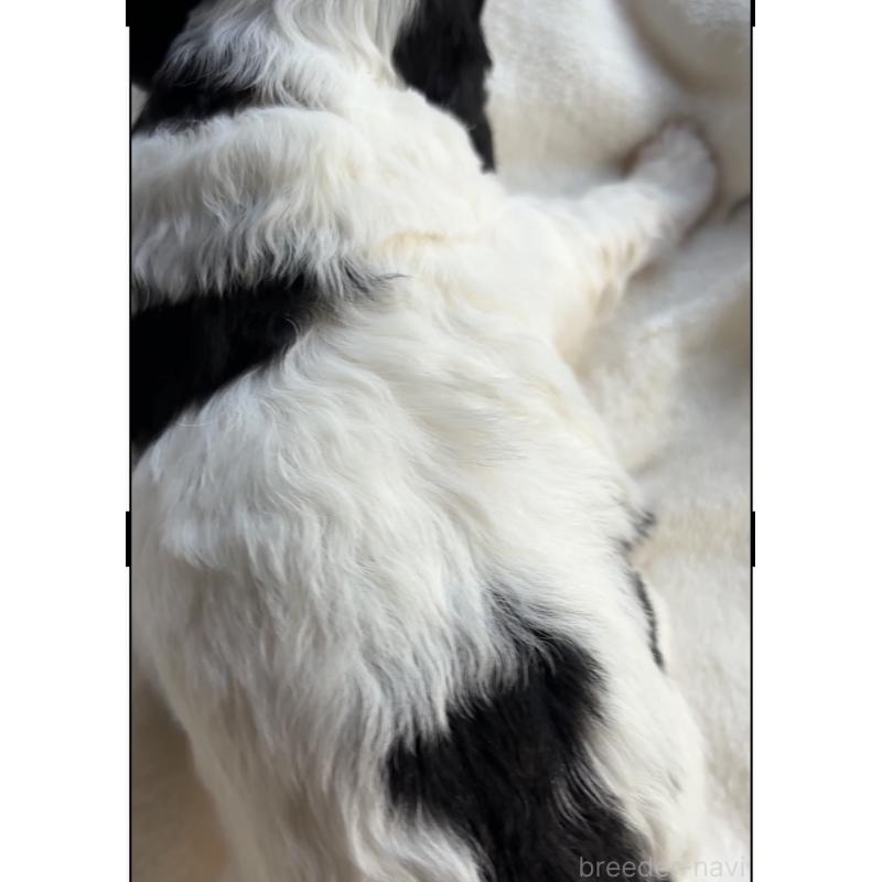 販売中の熊本県のミディアムプードル-443684の2枚目