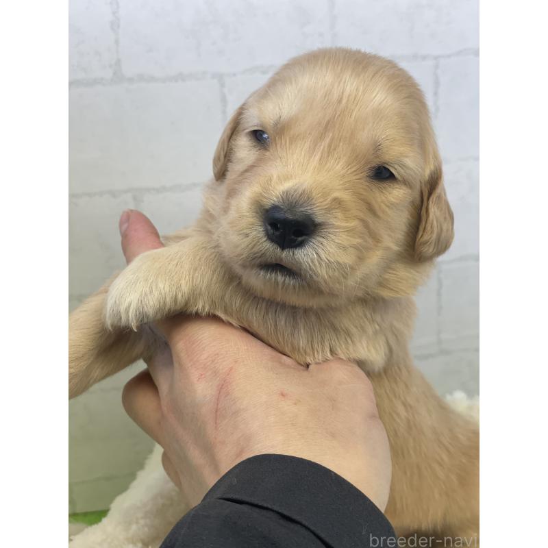 販売中の千葉県のゴールデンレトリーバー-443954の3枚目