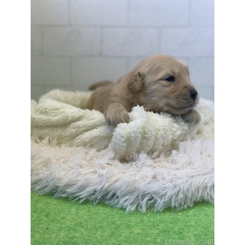 販売中の千葉県のゴールデンレトリーバー-443952の2枚目