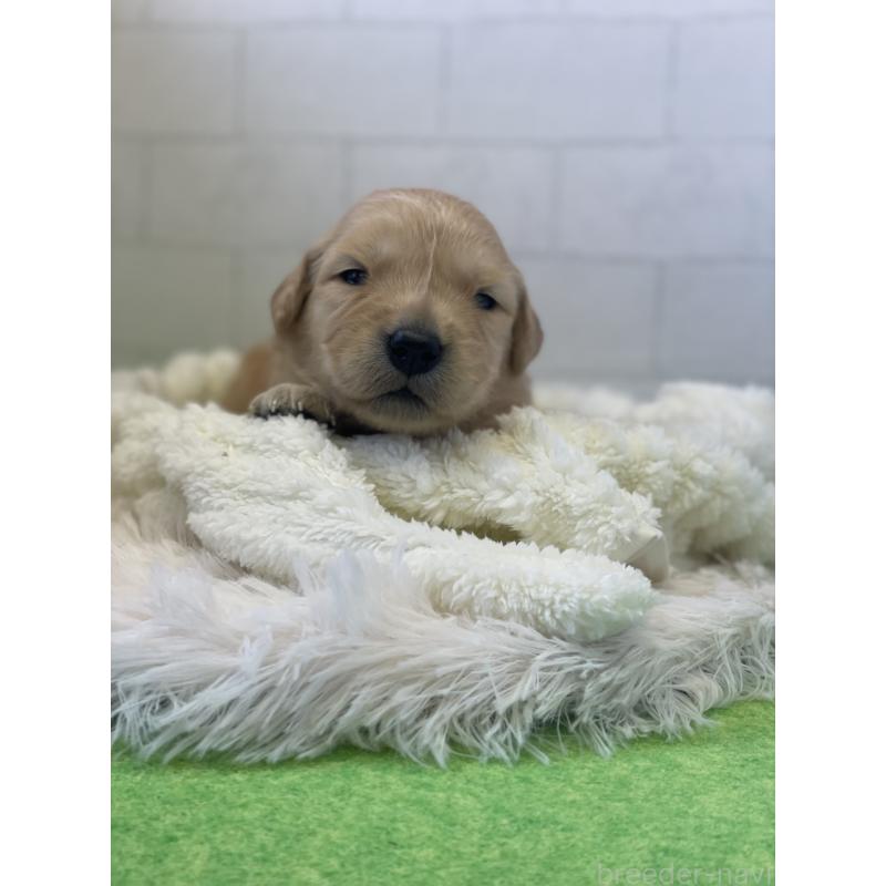 販売中の千葉県のゴールデンレトリーバー-443949の5枚目