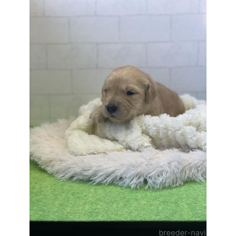 販売中の千葉県のゴールデンレトリーバー-443949の4枚目