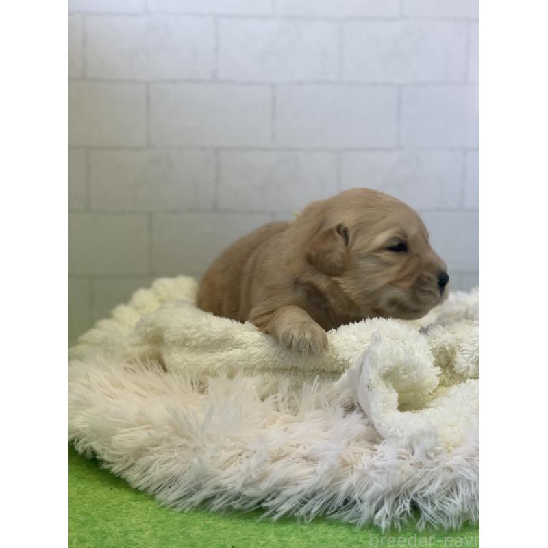 販売中の千葉県のゴールデンレトリーバー-443949の3枚目