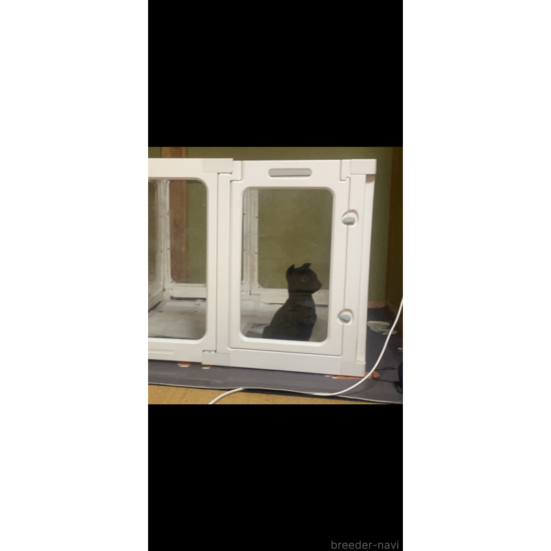 販売中の岡山県のタイワンドッグ（台湾犬）-430976の3枚目