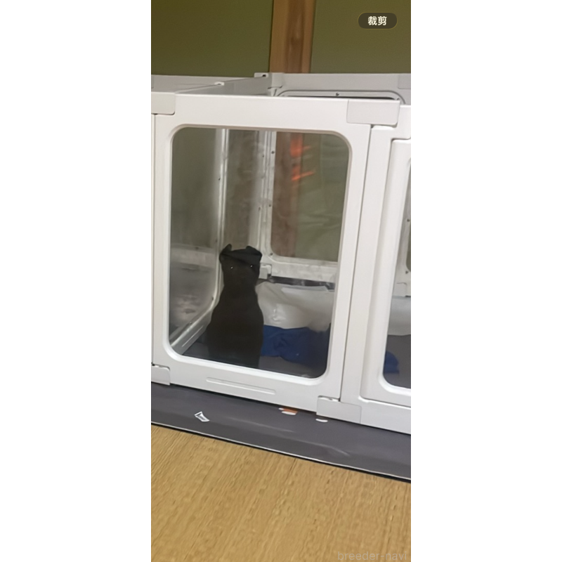 販売中の岡山県のタイワンドッグ（台湾犬）-430976の2枚目