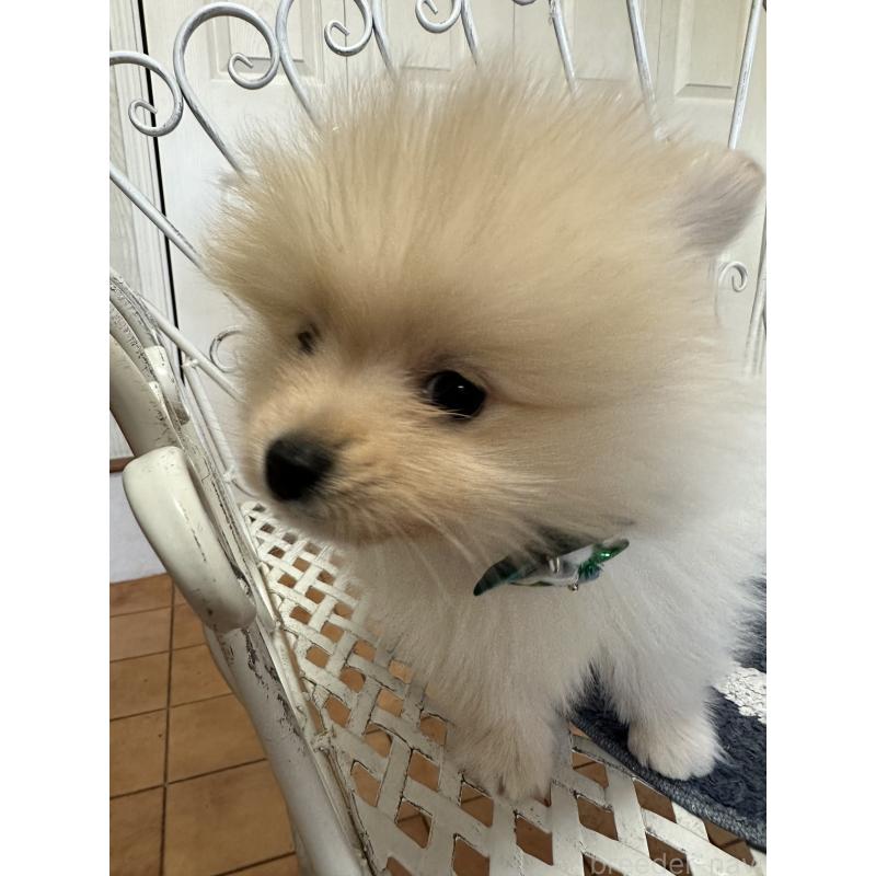 販売中の茨城県のポメラニアン-443955の3枚目