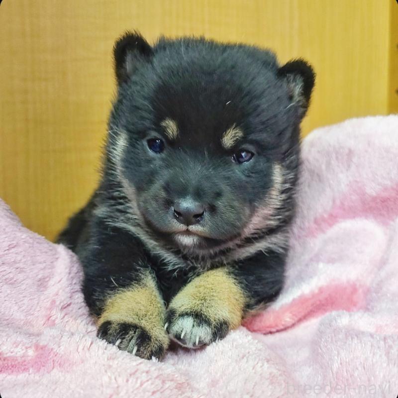 販売中の神奈川県の豆柴-443959の4枚目