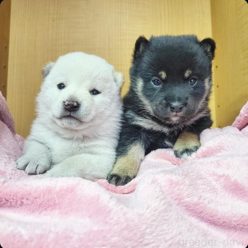 販売中の神奈川県の豆柴-443959の3枚目