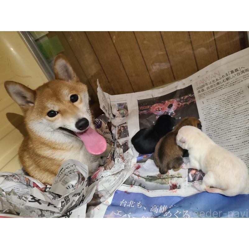 販売中の神奈川県の豆柴-443959の2枚目