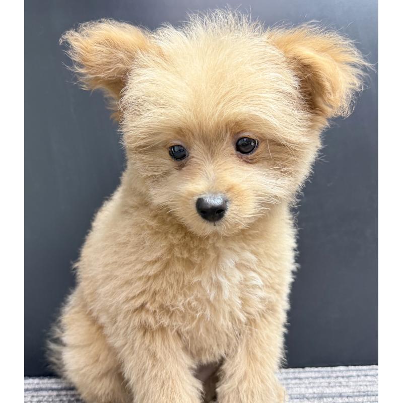 販売中の宮崎県のポメプー:ポメラニアン×トイプードル-443956の9枚目