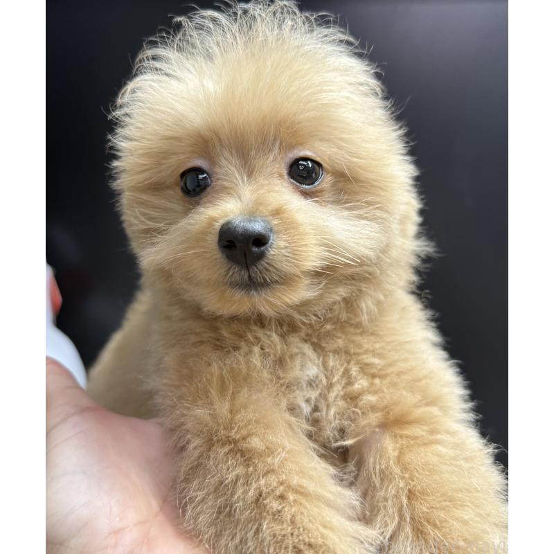 販売中の宮崎県のポメプー:ポメラニアン×トイプードル-443956の7枚目