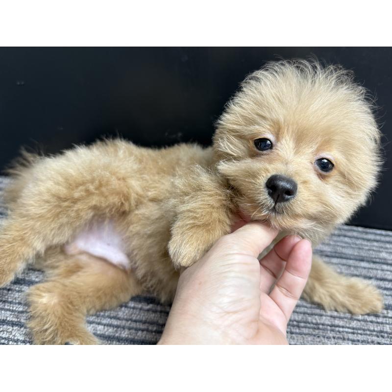 販売中の宮崎県のポメプー:ポメラニアン×トイプードル-443956の6枚目