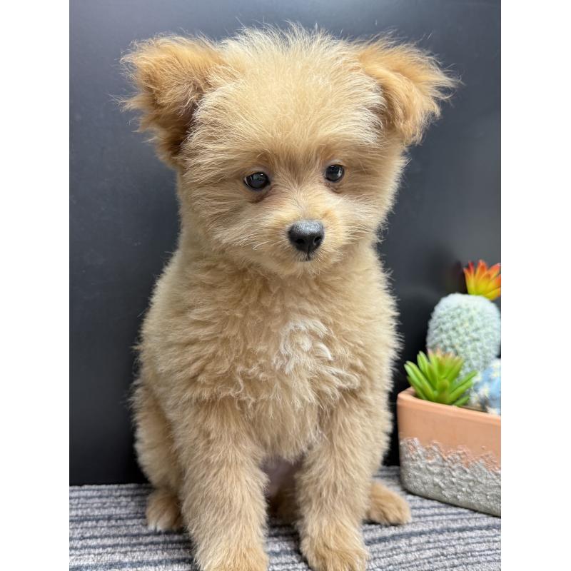 販売中の宮崎県のポメプー:ポメラニアン×トイプードル-443956の4枚目