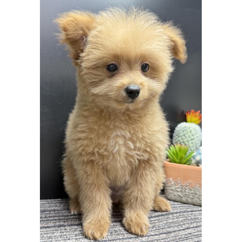 販売中の宮崎県のポメプー:ポメラニアン×トイプードル-443956の3枚目