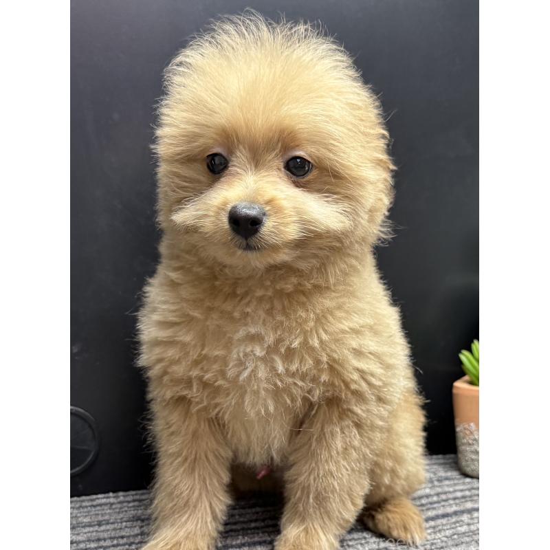 販売中の宮崎県のポメプー:ポメラニアン×トイプードル-443956の2枚目