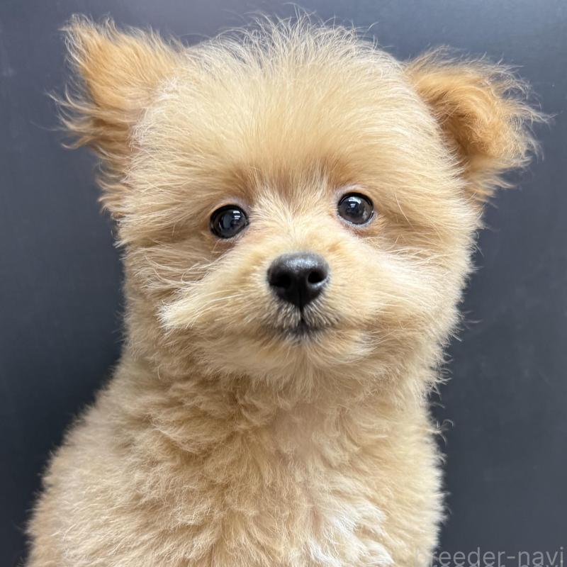 販売中の宮崎県のポメプー:ポメラニアン×トイプードル-443956の1枚目