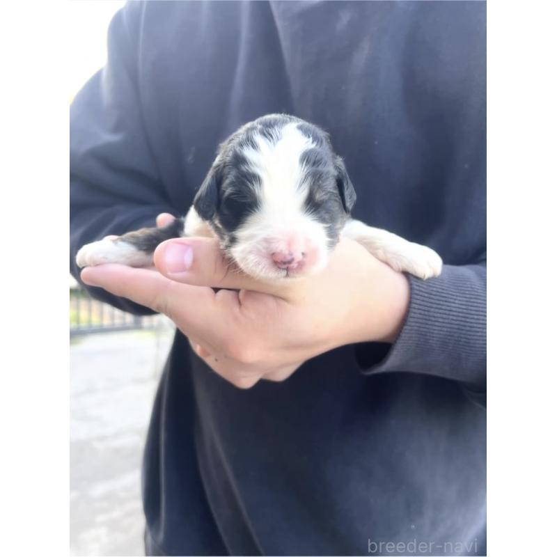 販売中の滋賀県のバーニードゥードル:バーニーズ×スタンダードプードル-443957