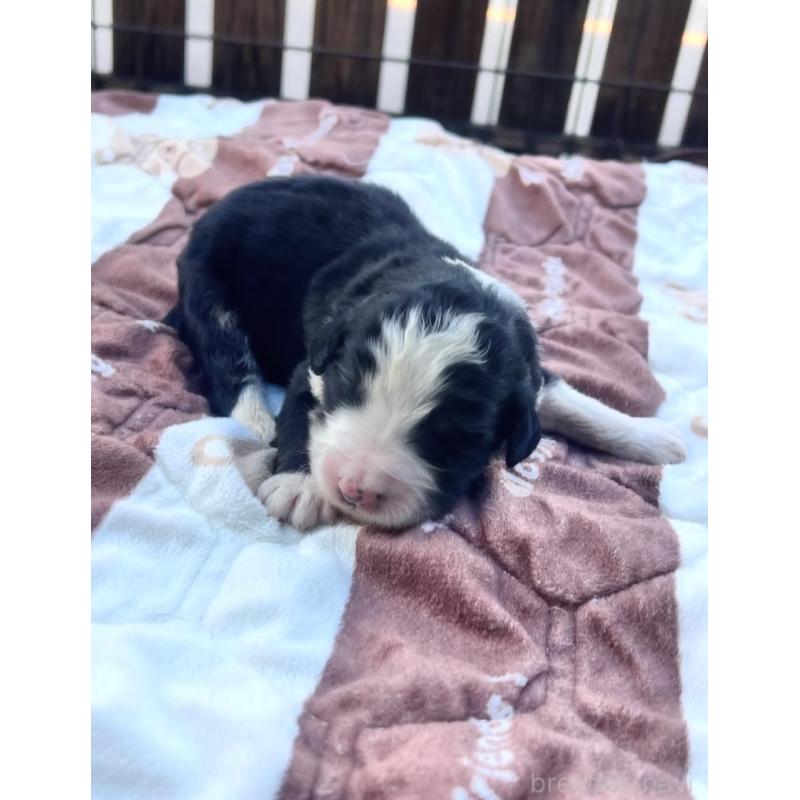 販売中の滋賀県のバーニードゥードル:バーニーズ×スタンダードプードル-443957の4枚目