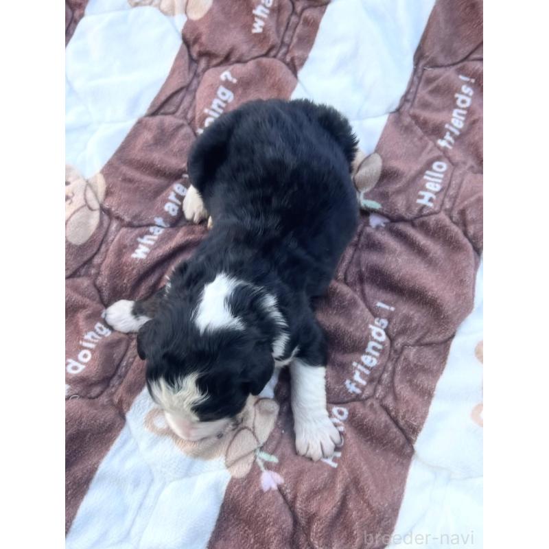 販売中の滋賀県のバーニードゥードル:バーニーズ×スタンダードプードル-443957の2枚目